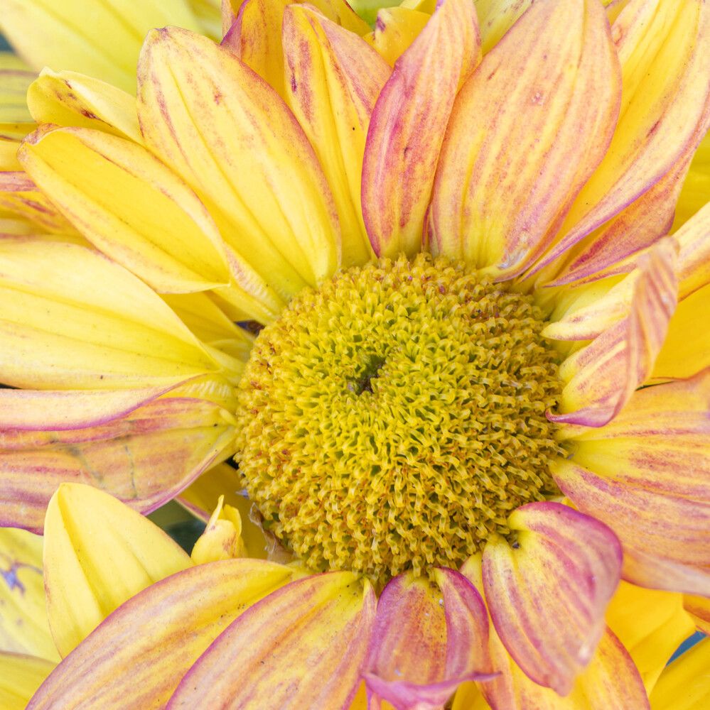 Фотография автора DIMITRIS MPAZIOTOPOULOS