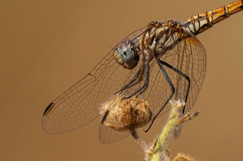 Photograph by Guy Wilson