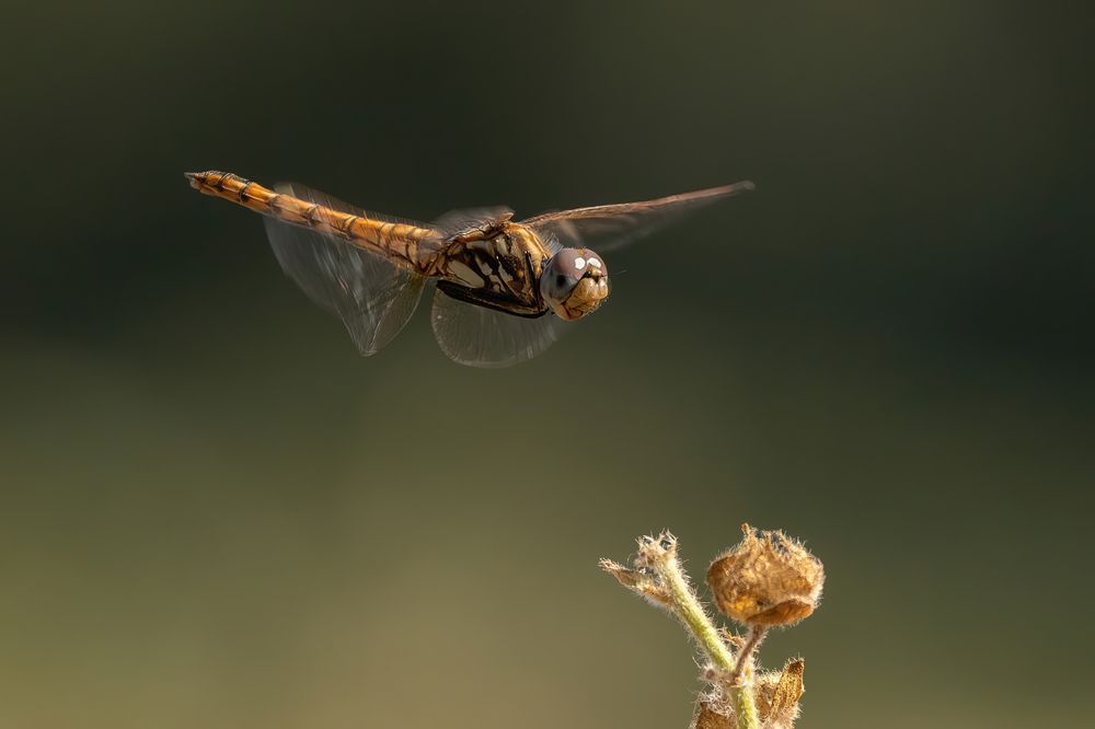 Photograph by Guy Wilson