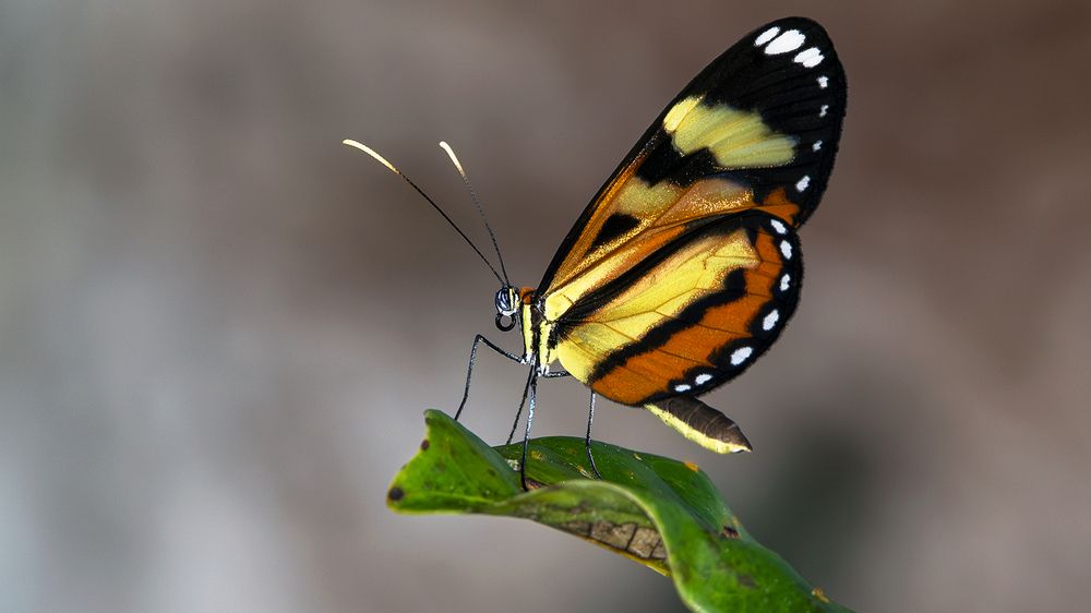 Photograph by Luiz Augusto Magina