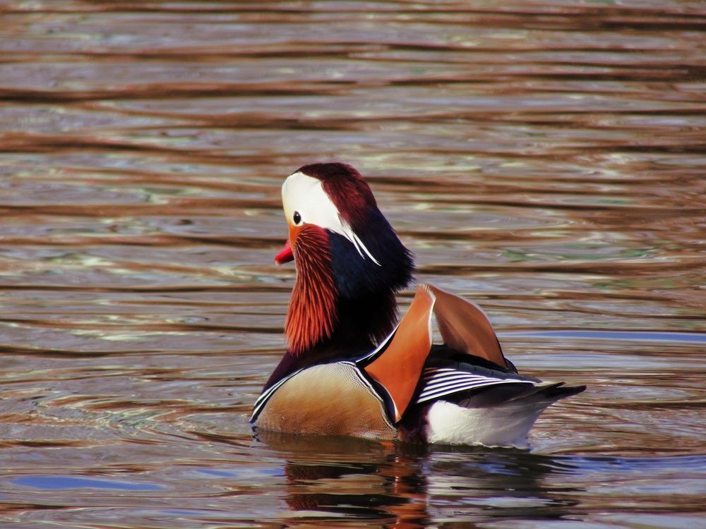 Photograph by Раиса Грабко