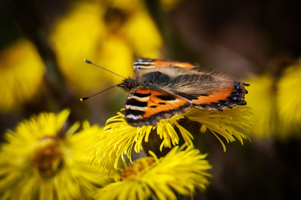 Photograph by Юлия Фомина