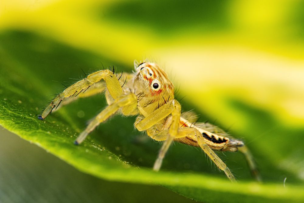 Фотография автора ChonTin NeCoTi