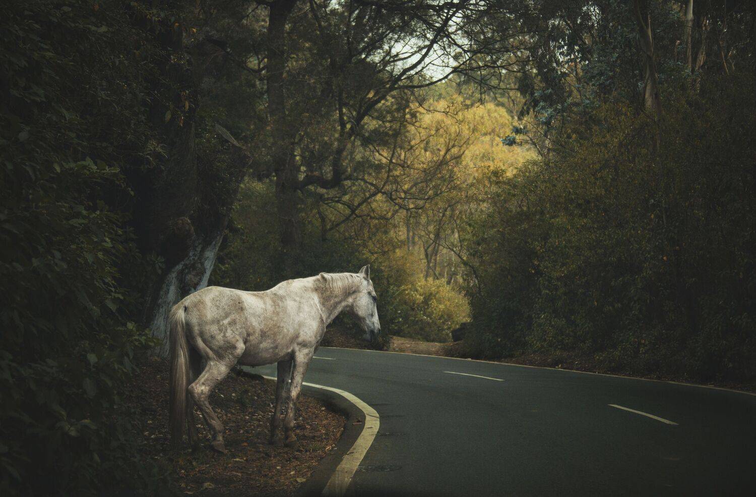 Ashwamedham Ashwamedham