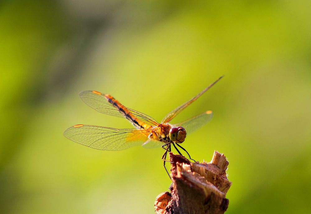 Фотография автора Дмитрий Климов