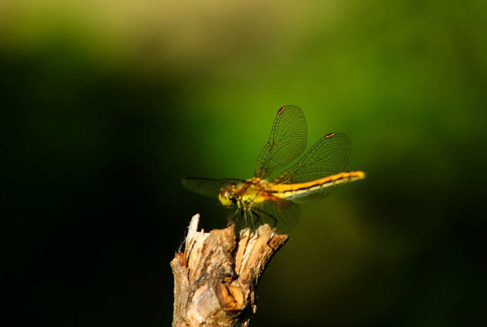 Фотография автора Дмитрий Климов