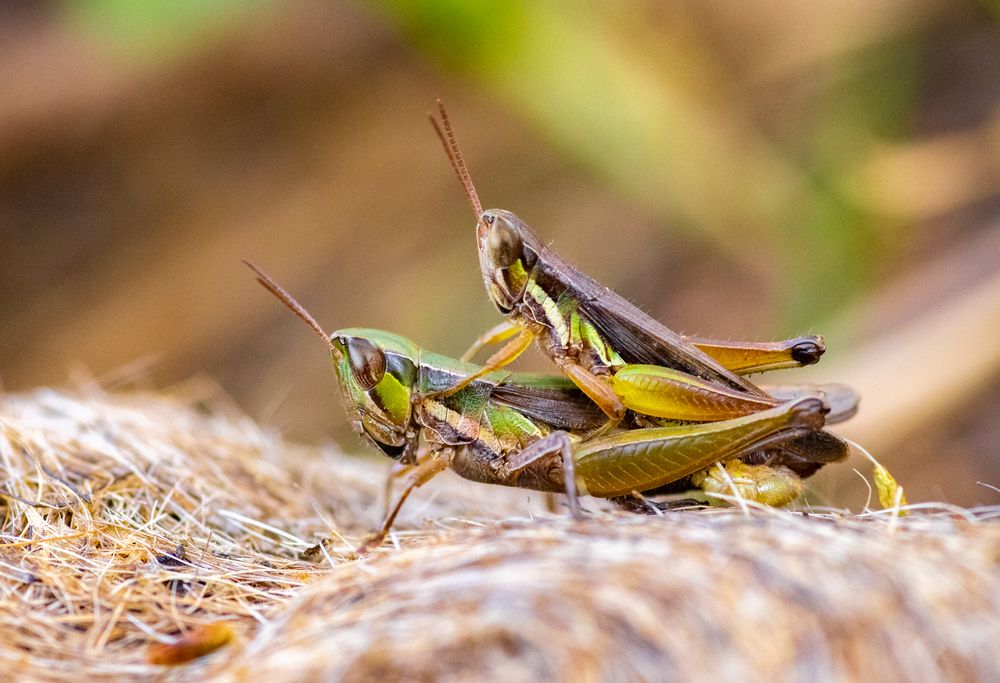 Photograph by Nitin Baste