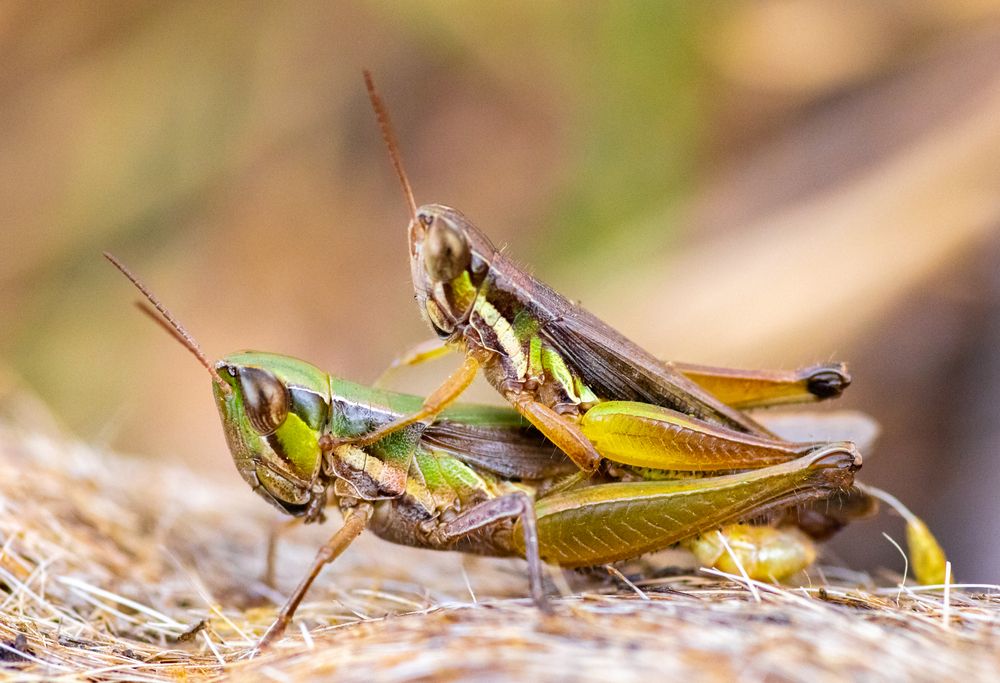 Photograph by Nitin Baste