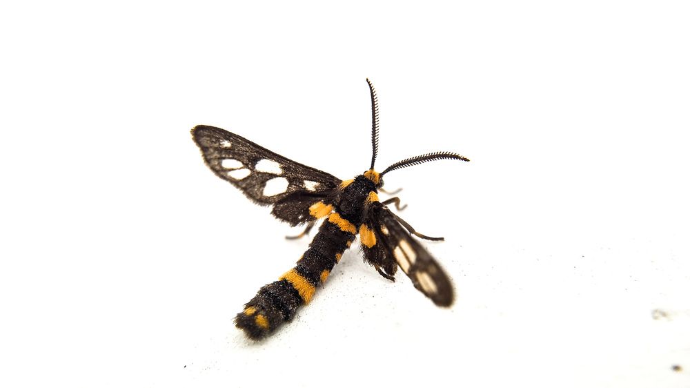 Photograph by Venu Peyyala