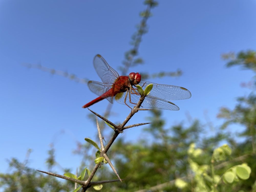 Photograph by Venu Peyyala