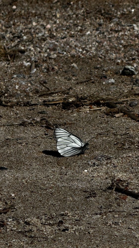 Photograph by Наталья Иванова