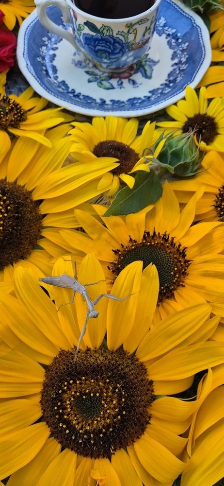 Фотография автора Ольга Мусина