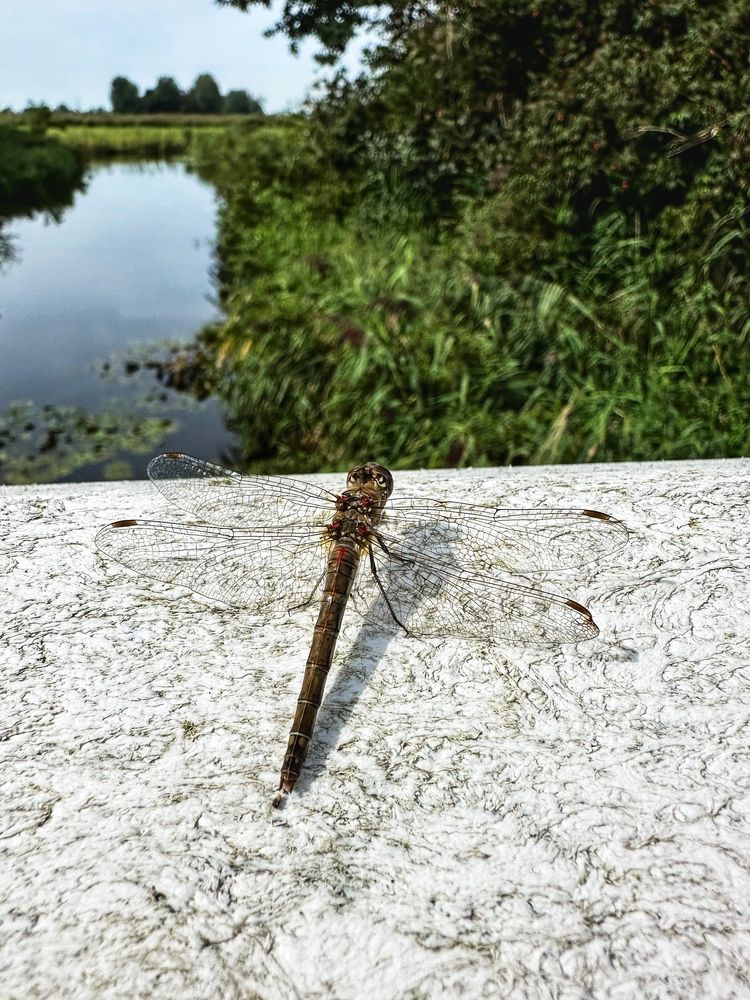 Photograph by Лидия