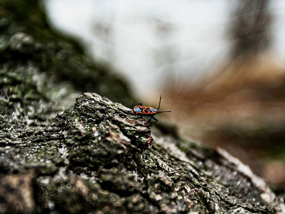 Фотография автора Елена Чиликина