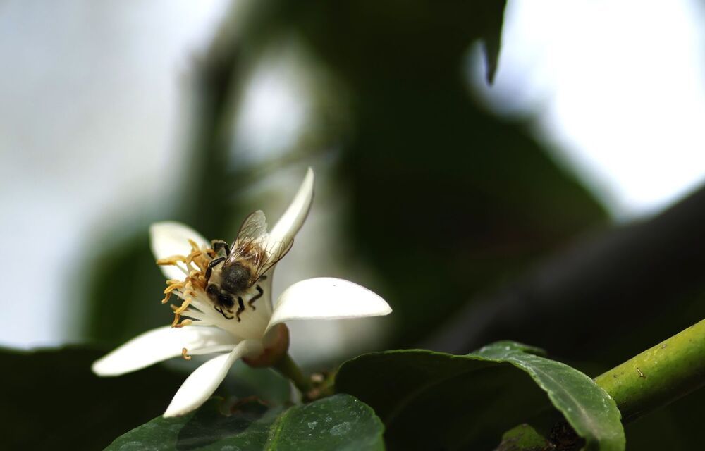 Photograph by Merav Zuberman Perkal