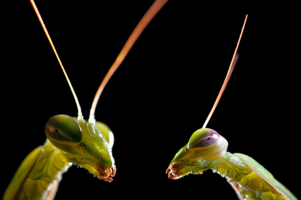Two mantis