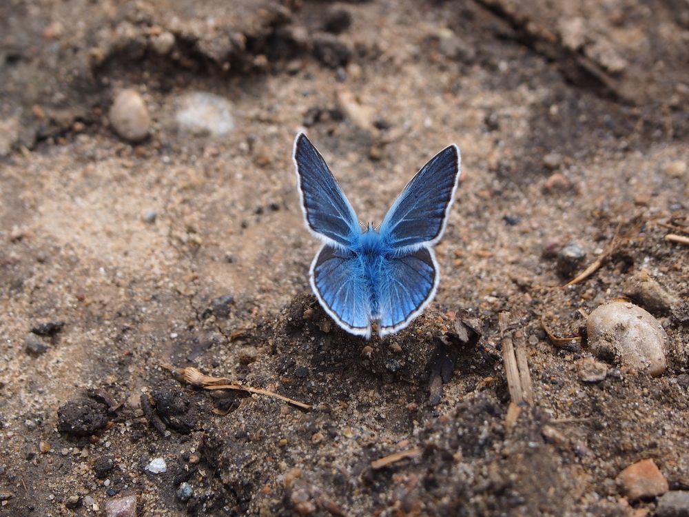 Photograph by Кристина Городецкая