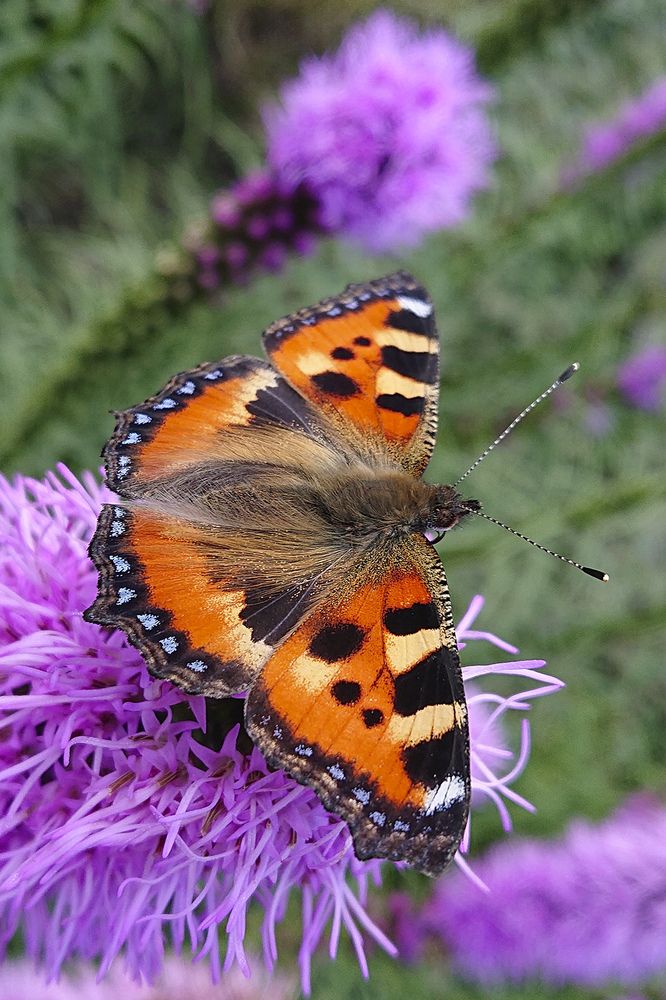 Собирая нектар...