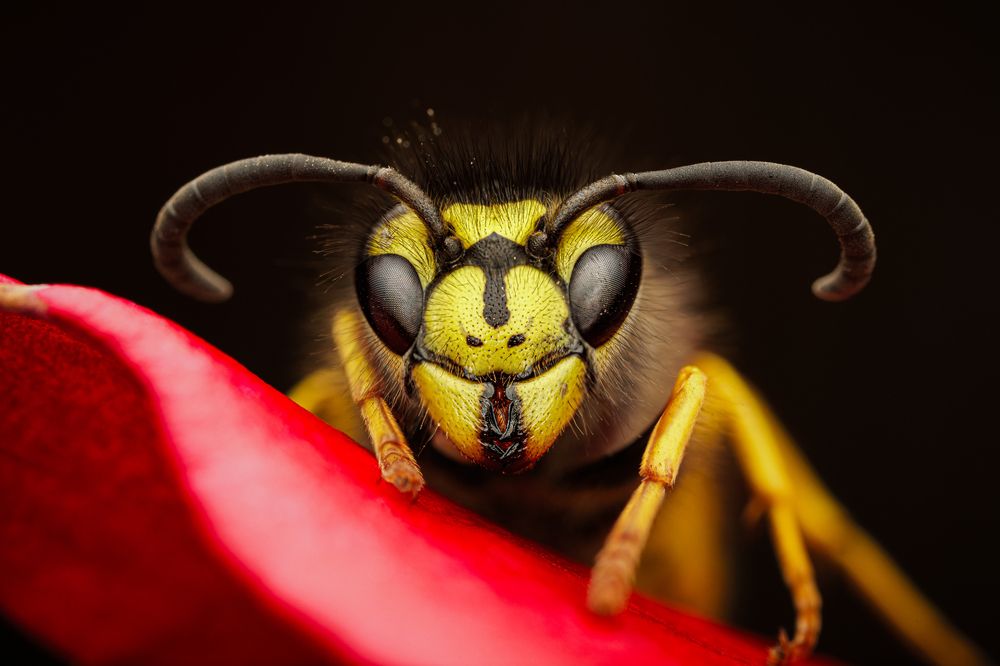 Photograph by Елена Чистова