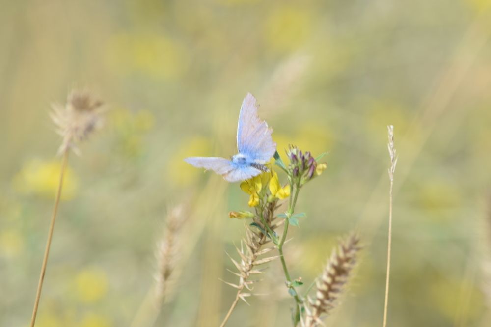 Photograph by Ольга Каминская
