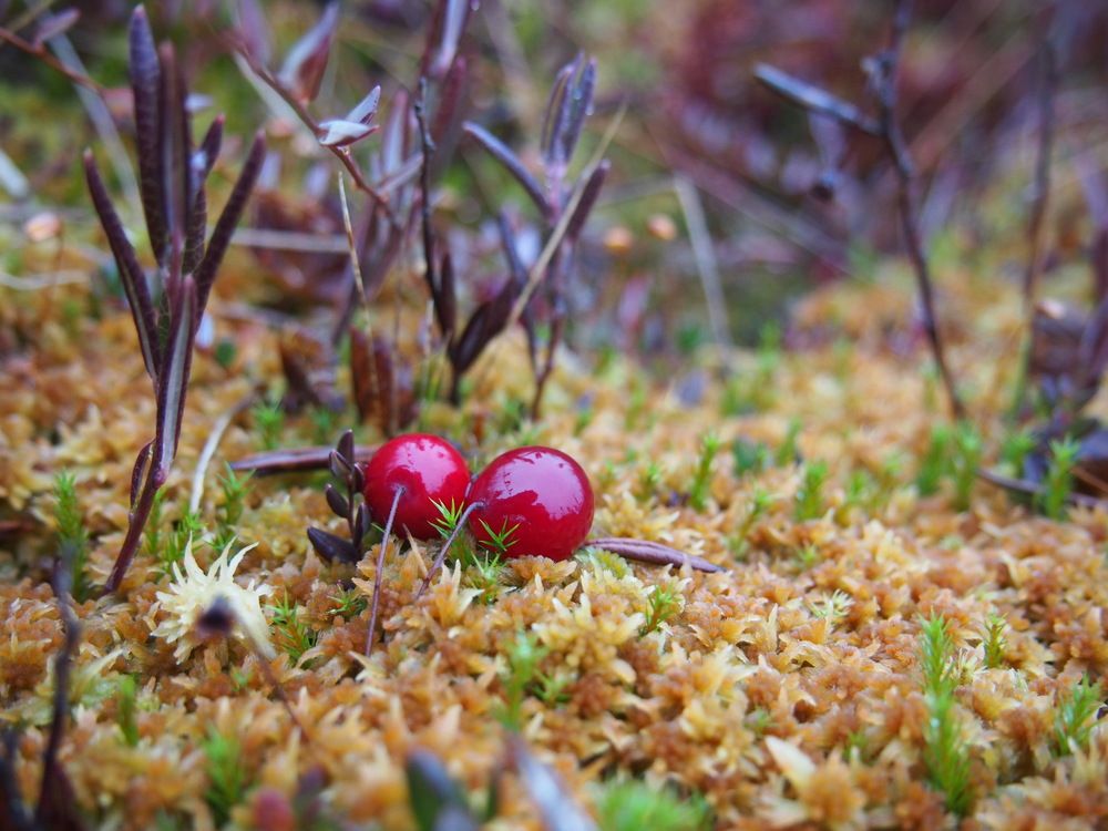 Photograph by Кристина Городецкая