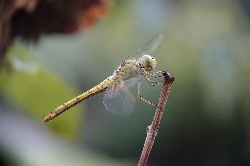 Фотография автора Юлия Трубанова