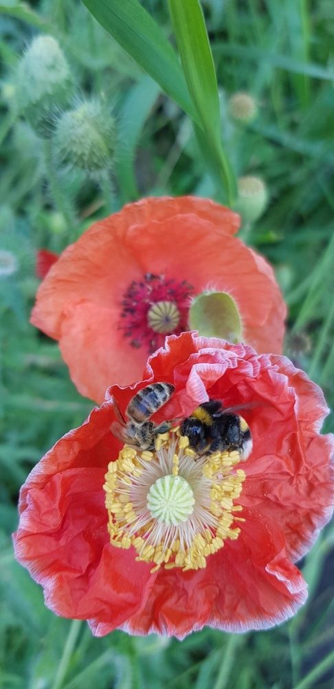 Photograph by Ольга Мусина