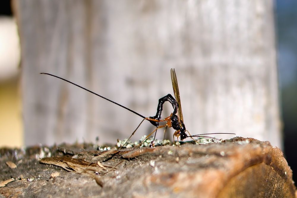 Photograph by Milan Cernak