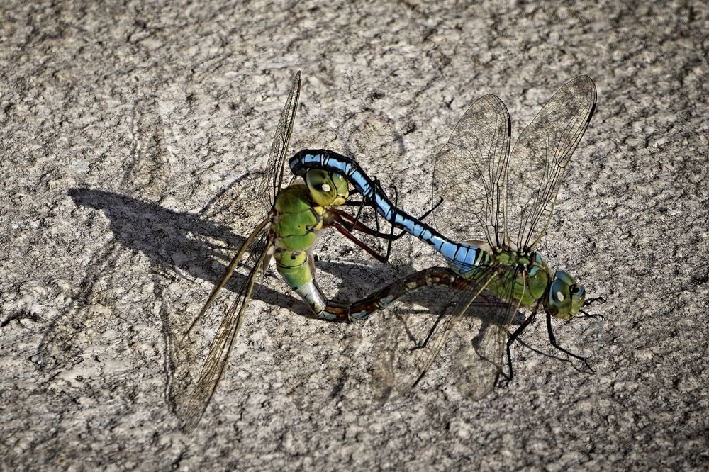 Photograph by Milan Cernak