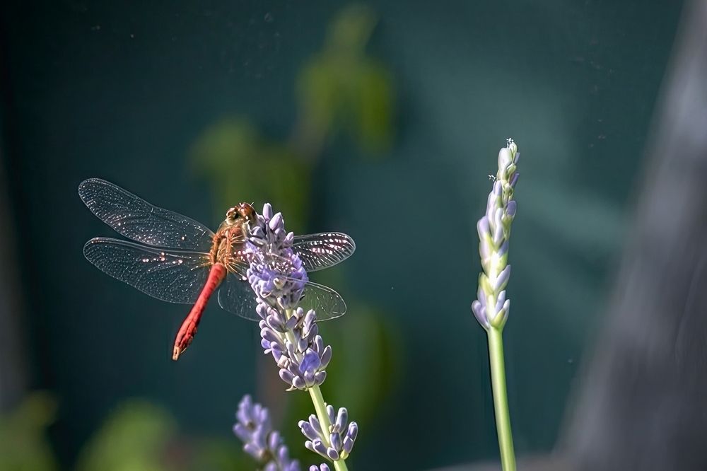 Photograph by Milan Cernak