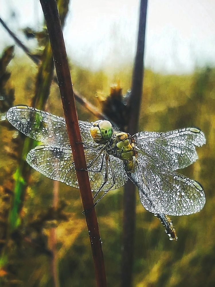 Photograph by Марина Мальцева