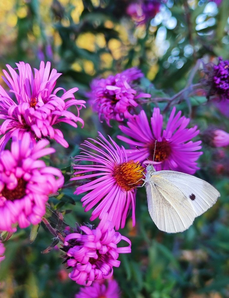 Photograph by Анна Напримерова