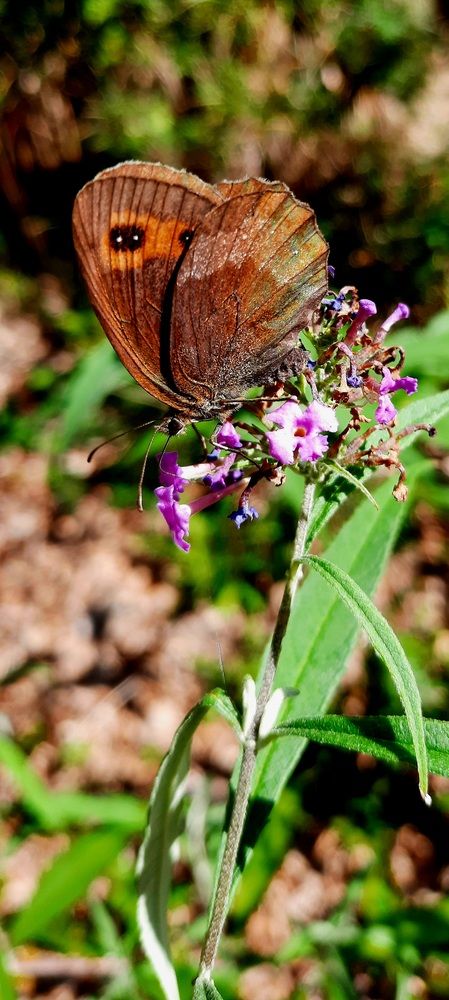 Photograph by Sonia Crotta