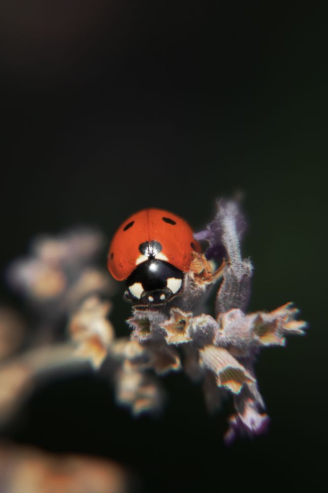 Photograph by Колесникова Татьяна