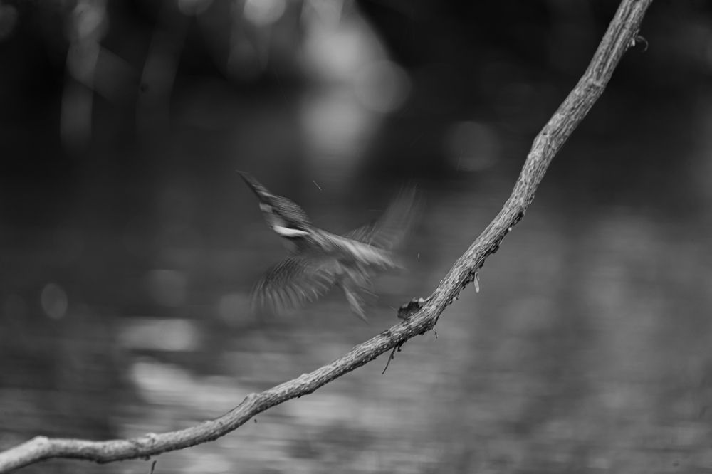 Small Hunter in Flight.