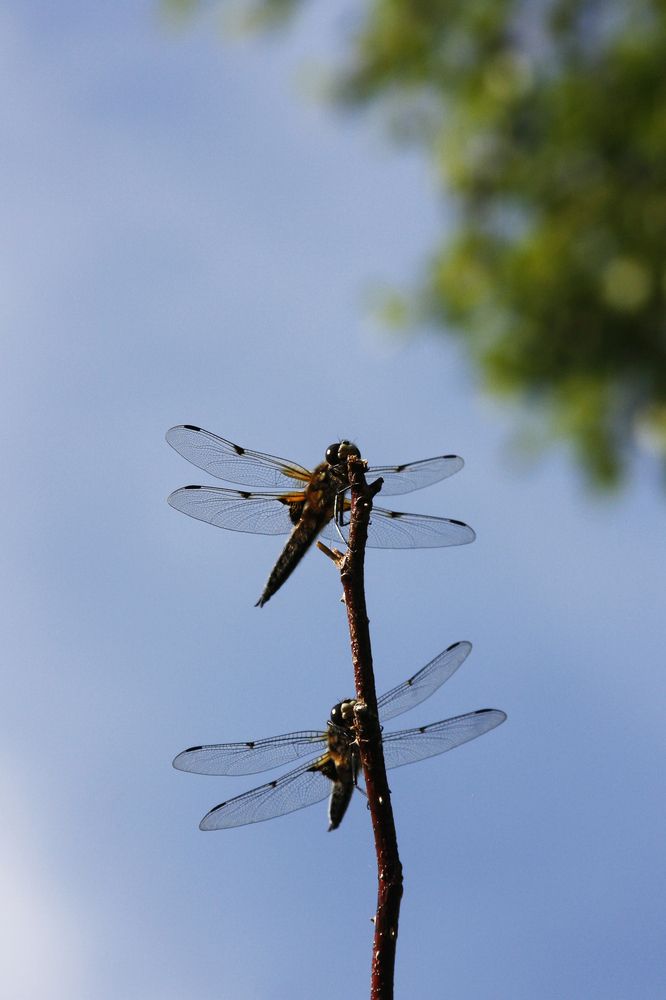 Photograph by Мария Самоловова