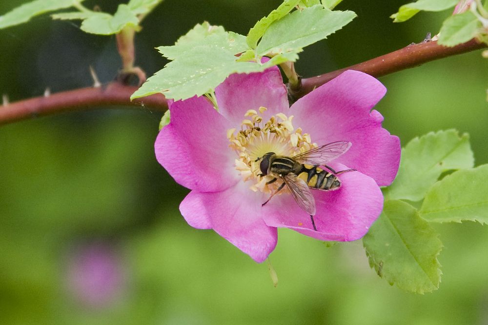 Photograph by Мария Самоловова