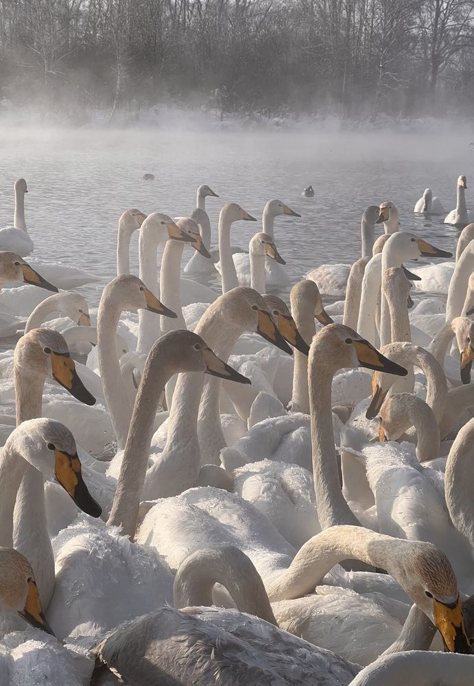 Photograph by Шестакова Елена