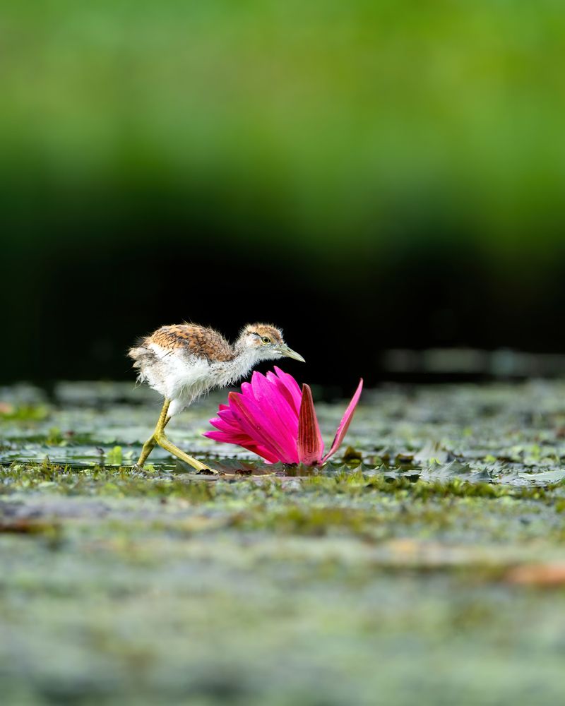 Photograph by Binod Das