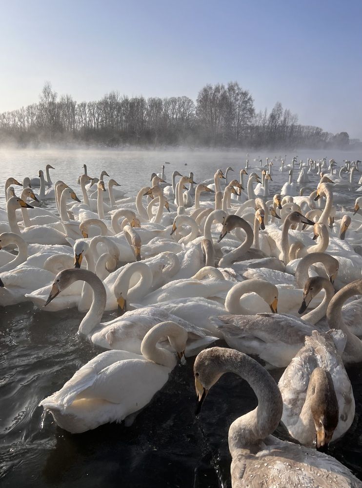 Photograph by Шестакова Елена