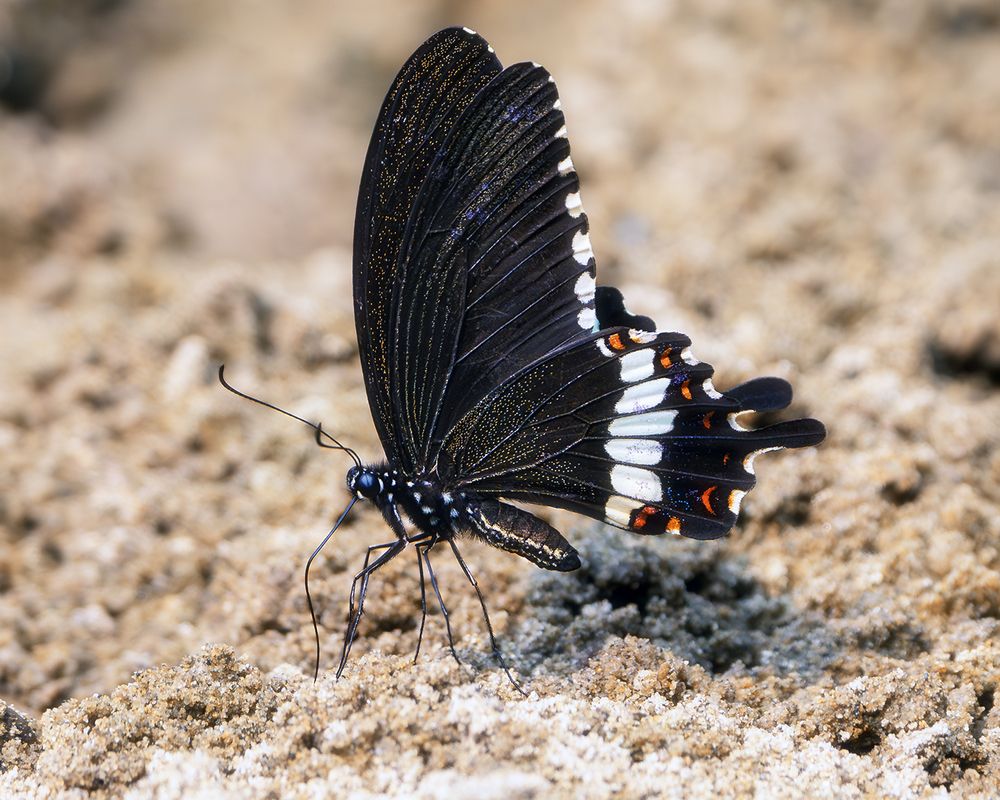 Butterfly on the ground
