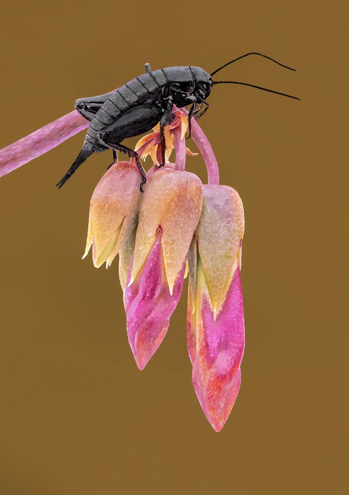 Photograph by Mario Fiorucci