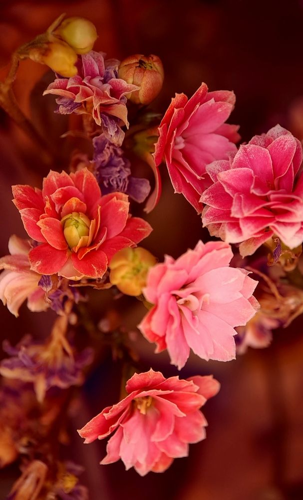 Рясное цветение