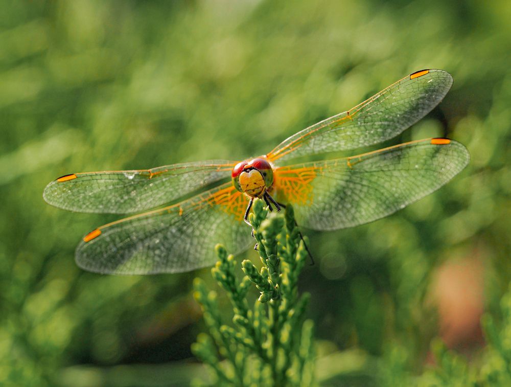 Photograph by Лейла Прощина