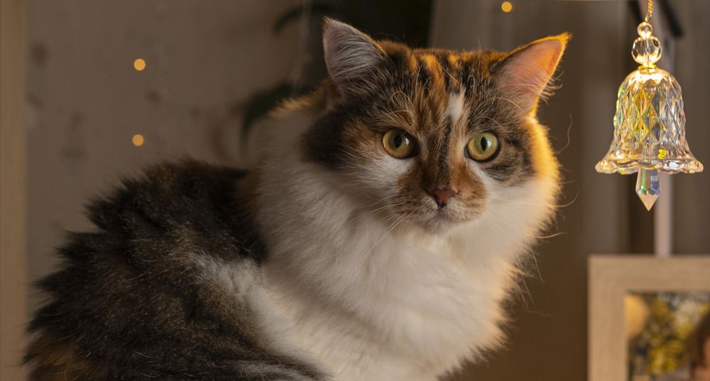 Фотография автора Марк Четвертухин