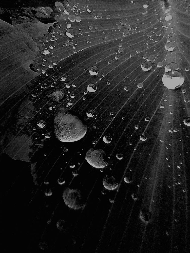 Photo #12081053