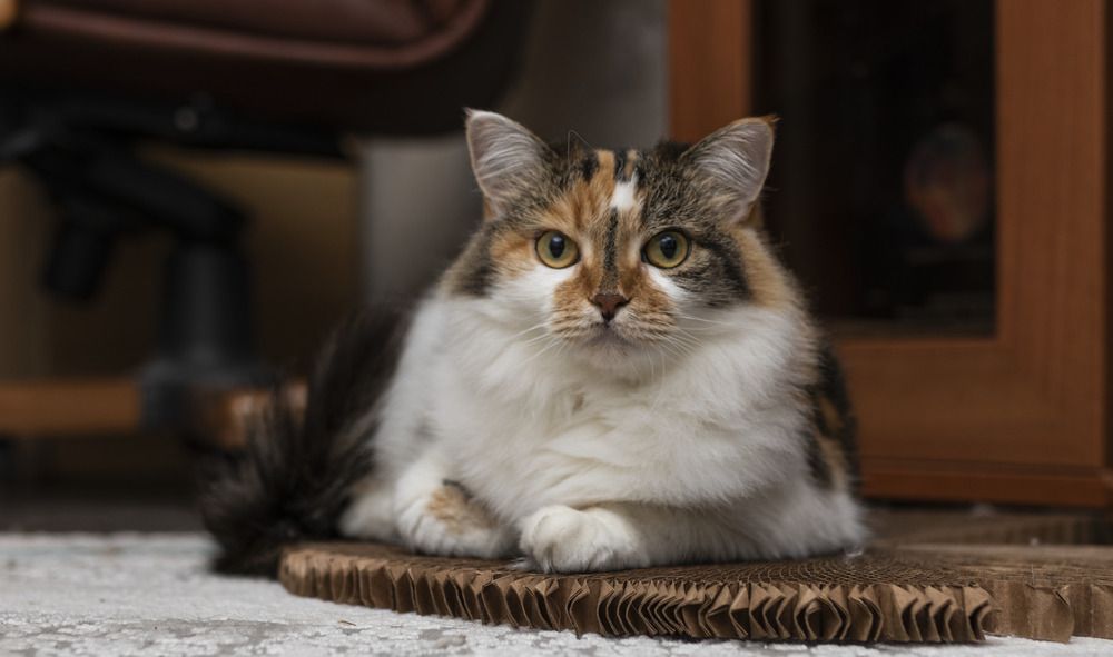 Фотография автора Марк Четвертухин