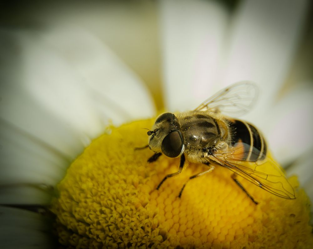 Photograph by Алёна