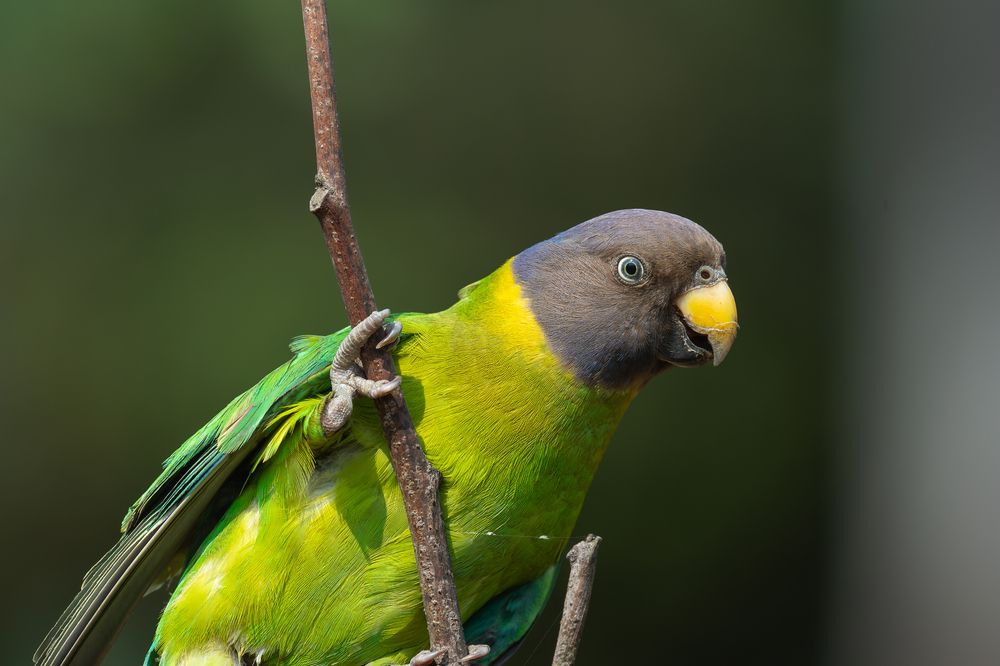 Feathered and fabulous
