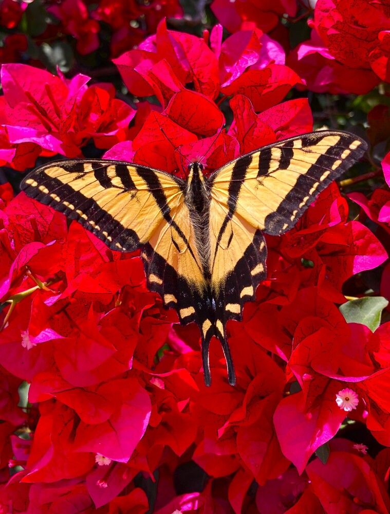 Фотография автора Елена